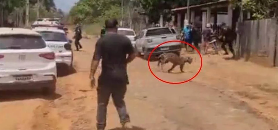Onça causa caos ao pular de muro enquanto é caçada por policiais; Veja vídeos