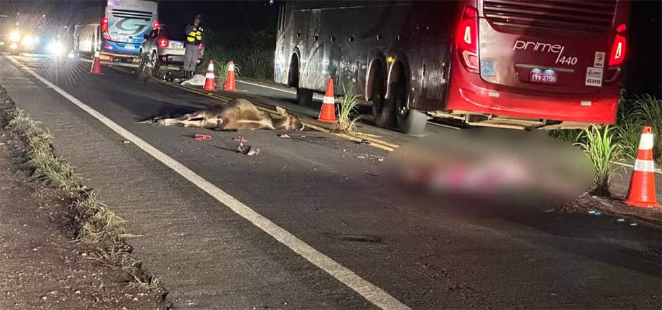 Casal morre após atingir animal na pista e ser atropelado por caminhão