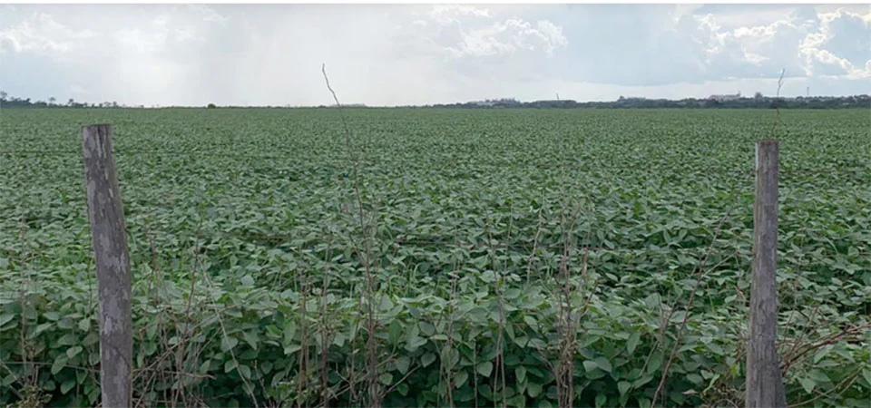 Fazenda de Sinop é a mais cara à venda no Brasil no valor de R$ 15 bilhões