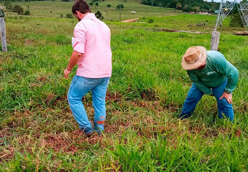 Biopesticida para braquiária é desenvolvido por universidade