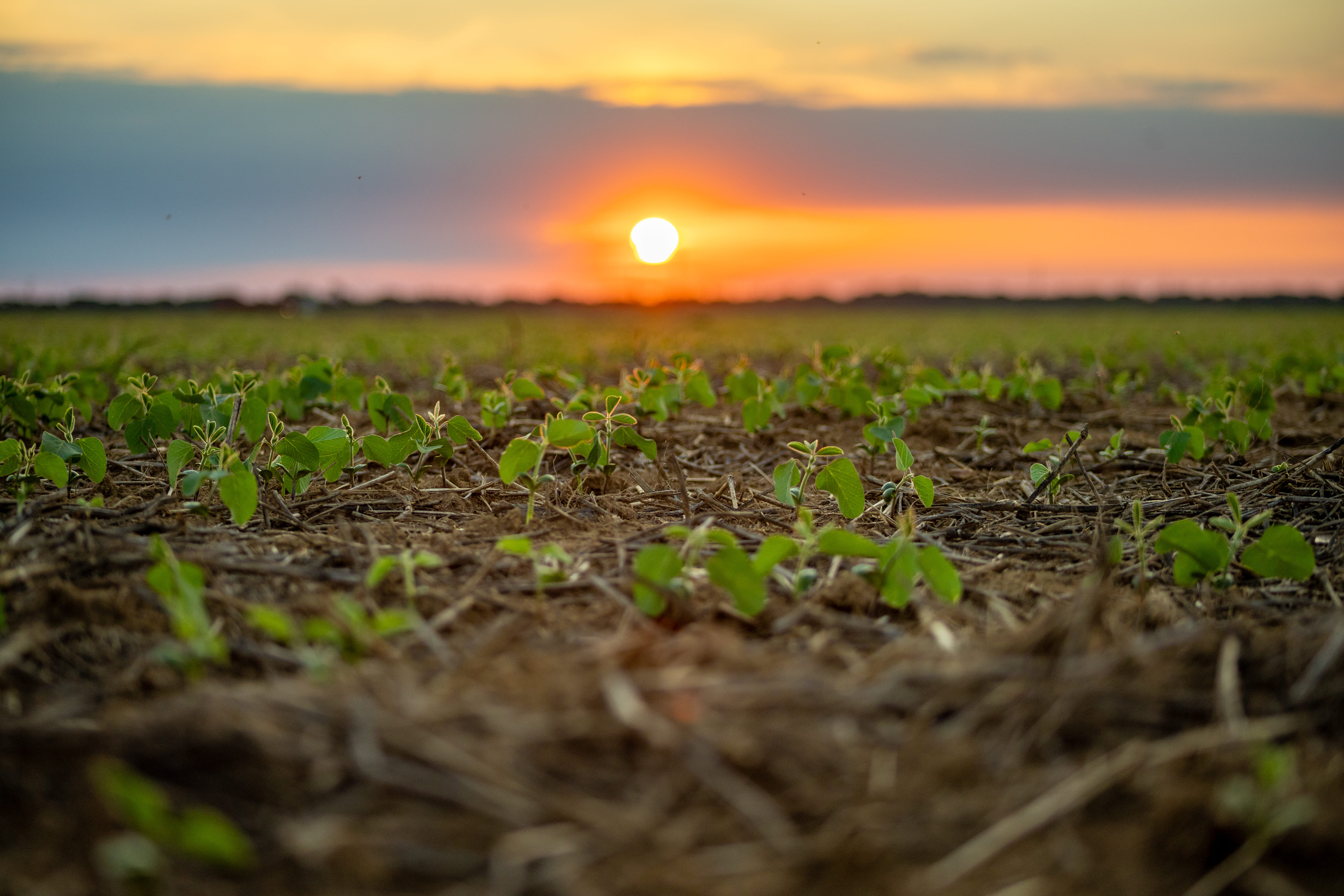 Possibilidade de “Super El Niño” acende alerta no campo e exige planejamento antecipado para safra 2026/27