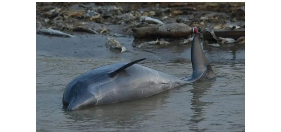 Amazônia: seca elevou temperatura de lago a 41ºC e matou 200 golfinhos