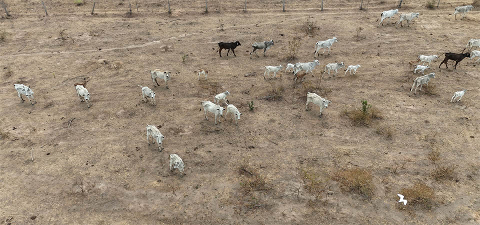 Polícia Civil investiga maus-tratos contra bovinos em propriedades rurais