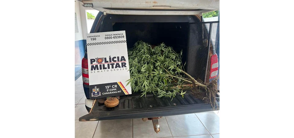 Polícia Militar prende mulher por cultivo ilegal de maconha