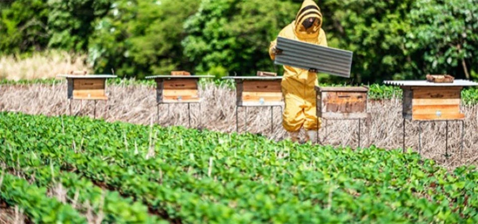 Integração entre Soja e Abelhas: Uma Parceria Sustentável e Produtiva