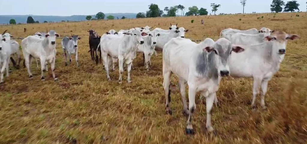 Polícia Civil recupera gado e fazendeiro suspeito pelo furto está foragido