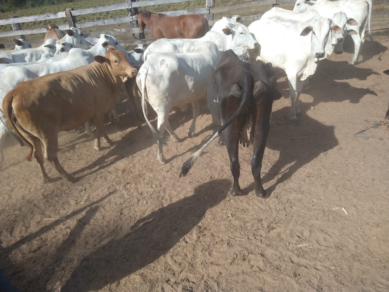 Polícia Civil recupera gado furtado, identifica os autores do crime e apreende armas de fogo