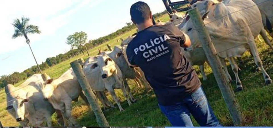 Polícia Civil identifica receptadores e recupera 20 vacas furtadas de fazenda