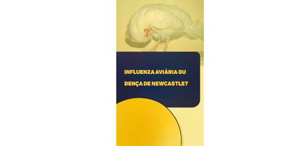 INDEA orienta produtores para ficar alerta sobre gripe aviária e doença de Newcastle. Vídeo