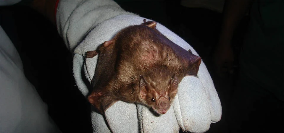 Indea confirma 22º caso de raiva bovina no ano em Mato Grosso