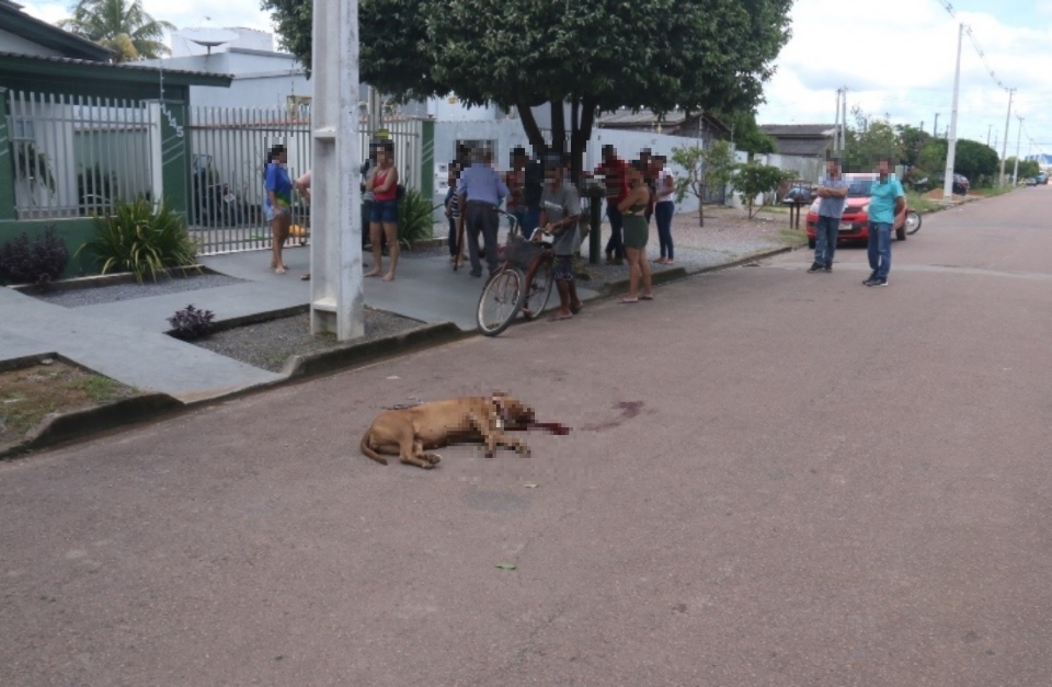 Pit bull é abatido pelo próprio dono após atacar mulher na rua