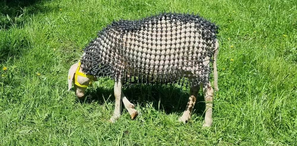 Fazendeiro inventa ‘armadura’ para proteger ovelhas de ataque de lobos
