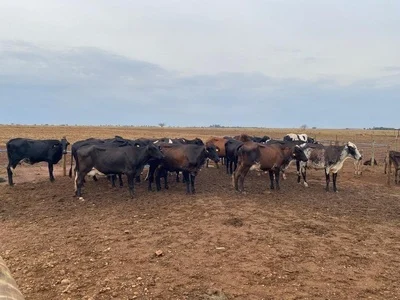 Melhoramento genético moderniza rebanhos leiteiros em Mato Grosso