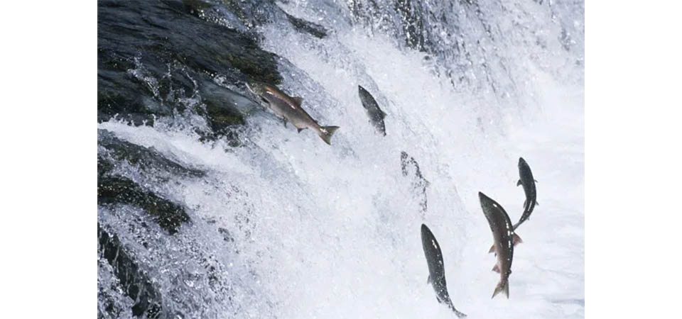 Piracema começa nesta terça-feira e pesca é proibida até janeiro de 2025