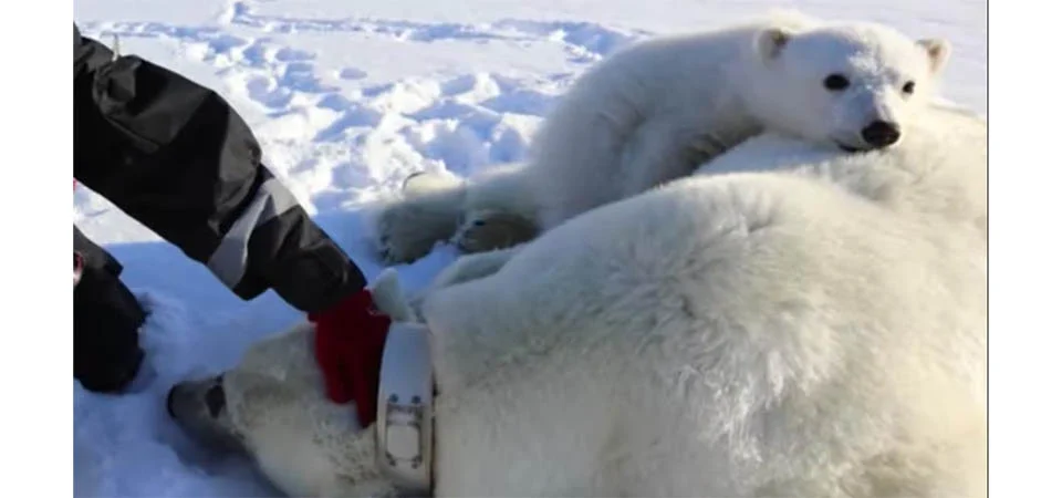 Por que os ursos-polares em arquipélago na Noruega estão ficando mais gordos?