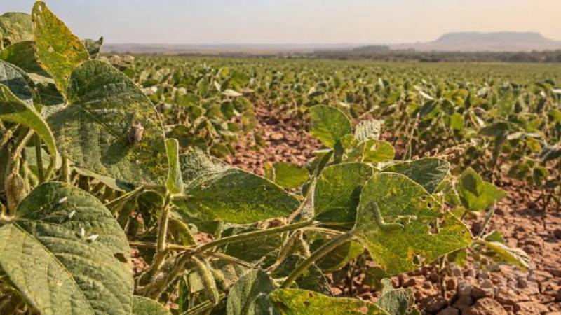 El Niño pode elevar pressão de pragas sobre soja em Mato Grosso