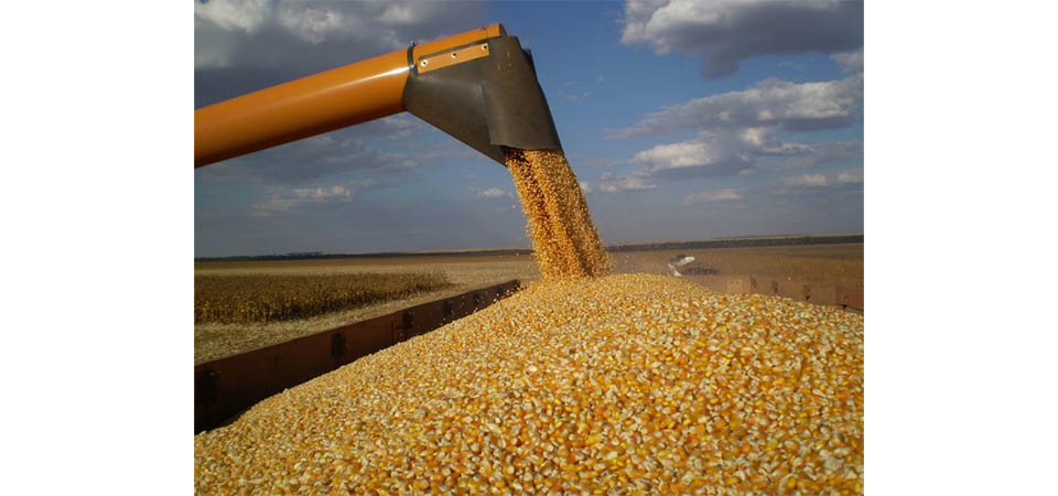 Colheita de milho em Mato Grosso segue atrasada