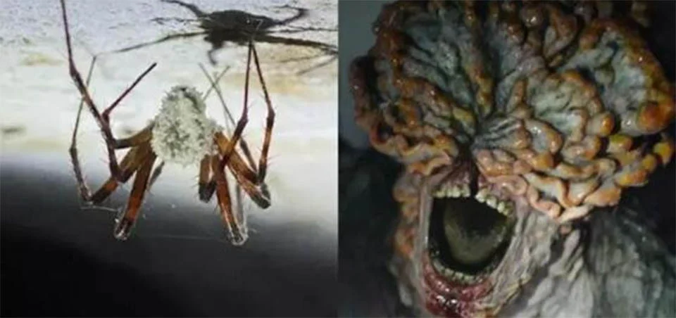 Fungo bizarro transforma aranhas em zumbis; Entenda