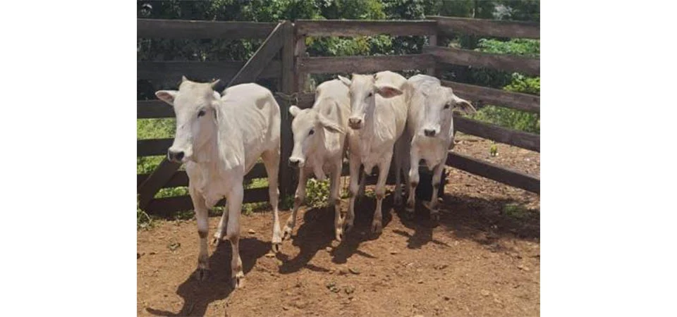 Após investigação PM recupera parte de um rebanho furtado