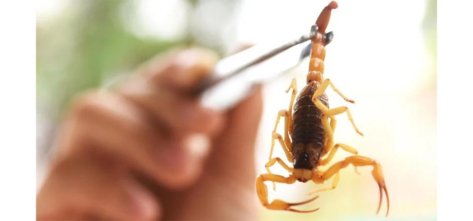 SES alerta sobre aumento de animais peçonhentos durante o período de chuvas; veja o que fazer