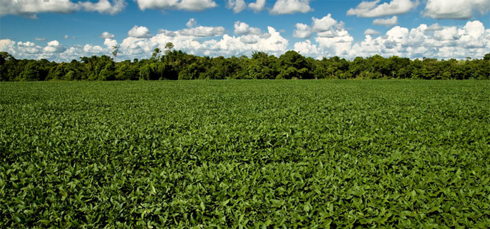 STF determina que Monsanto/Bayer restitua mais de R$ 10 bilhões aos produtores de MT