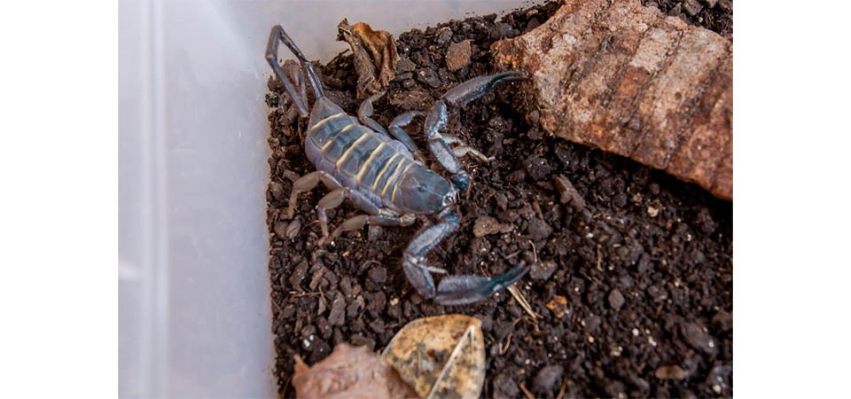 SES alerta para importância da prevenção a acidentes com escorpiões durante período chuvoso