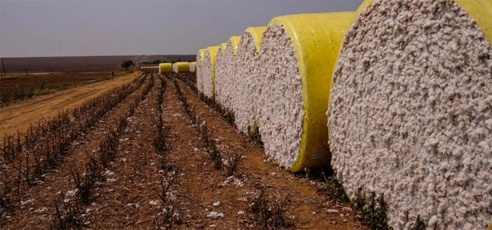 Área cultivada de algodão em Mato Grosso aumentou 21,5%
