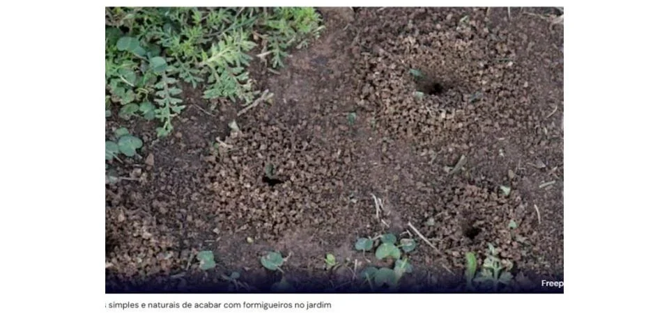 Especialistas explicam como controlar formigueiros de maneira natural e eficaz, protegendo seu jardim e o meio ambiente