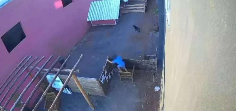 Menino, de 9 anos invade hospital veterinário e mata 23 animais