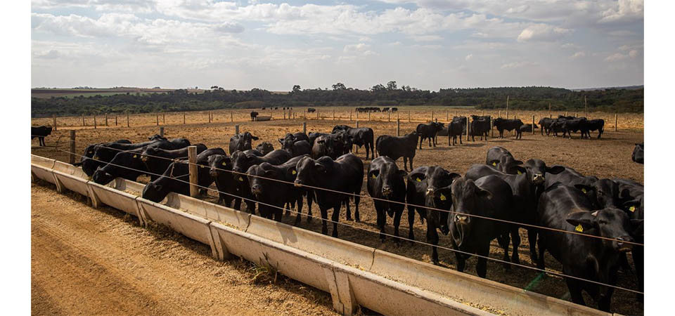 IBGE: Pecuária brasileira colecionou recordes em 2022