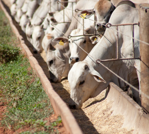 Intenção de confinamento bovino tem queda em Mato Grosso