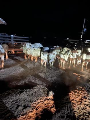 Mulher é estuprada em curral, na frente da filha, durante roubo de gado