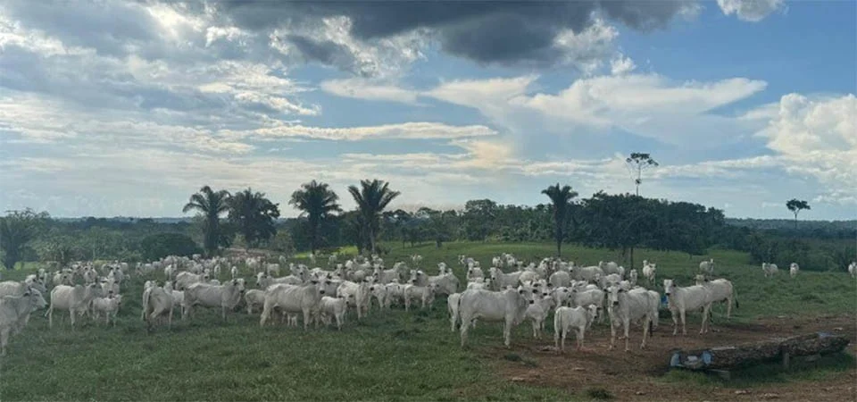 Chuvas favorecem recria de gado, mas manejo cuidadoso é essencial para garantir saúde e desempenho