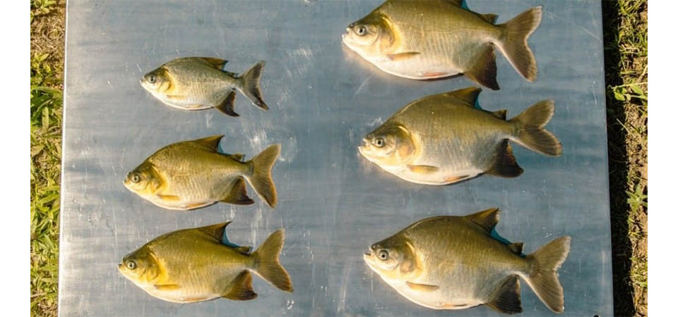 Piscicultura: técnica pode deixar tambaqui maior e mais pesado