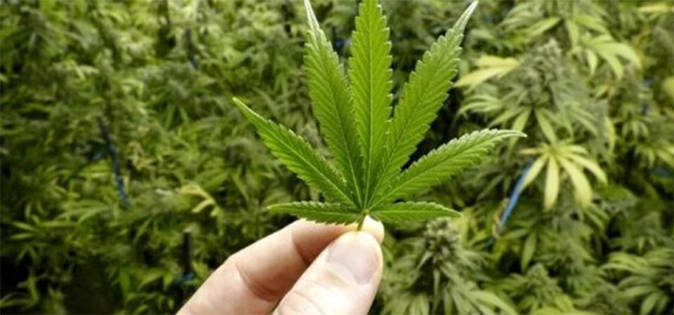 Maconha de “alta potência’ dobra o risco de psicose entre jovens