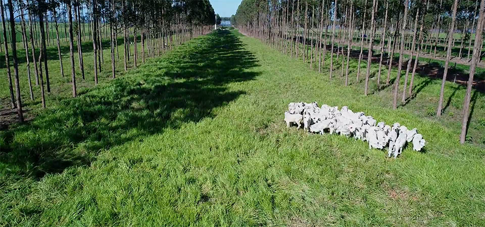 Integração lavoura-pecuária ganha espaço em Mato Grosso