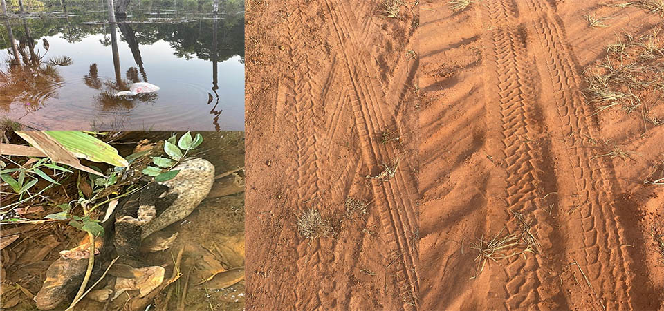 Itanhangá: Restos de animais mortos estão sendo jogados em nascente de córrego