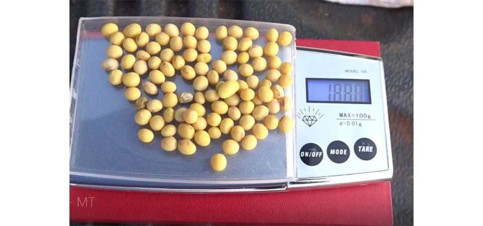 Classificação de grãos: divergências em laudos e descontos frustram produtores de MT