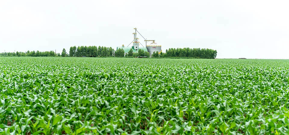 Em Mato Grosso, armazenagem não acompanha evolução da safra e pode gerar risco para safras futuras