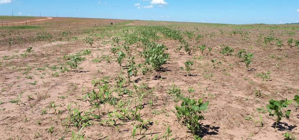 Período de vazio sanitário da soja começa neste domingo (8) em Mato Grosso