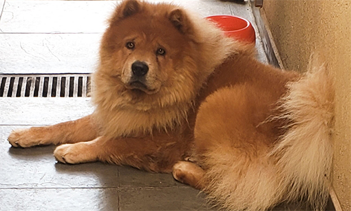 Lucas: Criança de 1 ano e 6 meses morre após ser atacada por cachorro