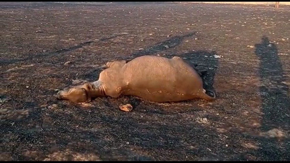 Incêndio mata 30 cabeças de gado e destrói 1,5 mil hectares de fazenda