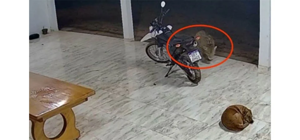 Onça-pintada invade residência e mata cachorro em MT. Veja Vídeo