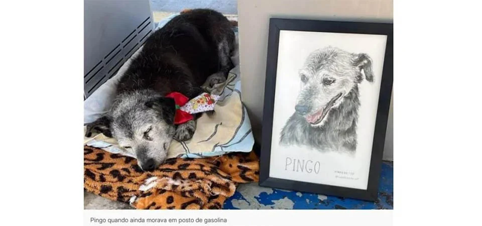 Pingo, o cachorro que viveu 22 anos em posto de gasolina, pode se tornar o mais velho do Brasil