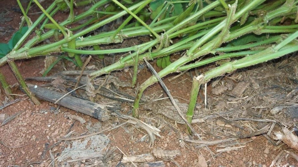 Quebra das hastes da soja preocupa produtores