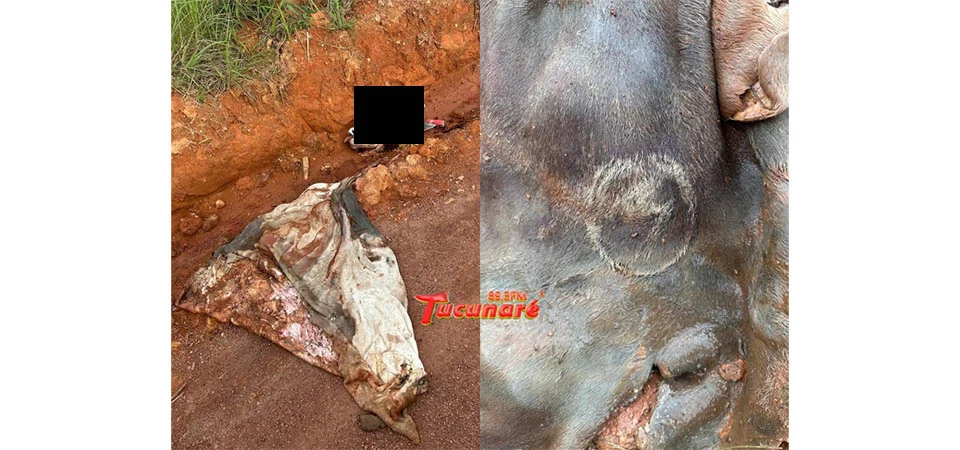 Suspeita de furto e abate clandestino de gado em Juara será investigada