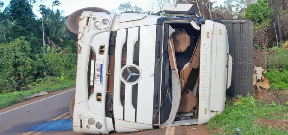 Caminhão carregado de gado tomba na MT-325 e deixa mais de 30 animais mortos