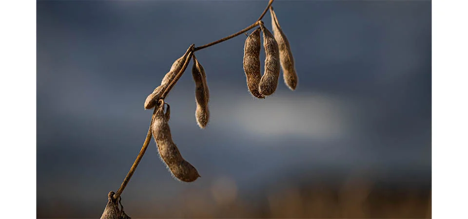 FAMATO SE POSICIONA CONTRA MP N.º 1.303/2025 QUE PREJUDICA O CRÉDITO RURAL E PODE IMPACTAR O PREÇO DOS ALIMENTOS