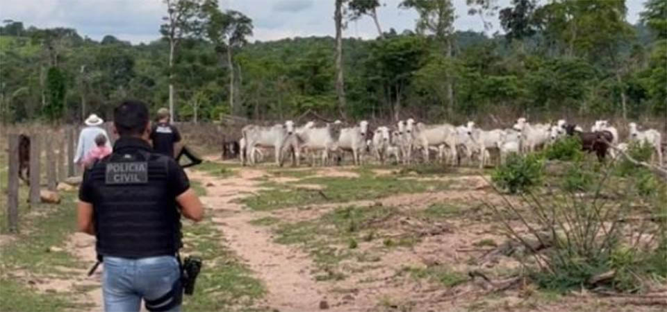 PJC  recupera maior quantidade de gado furtado em Colider