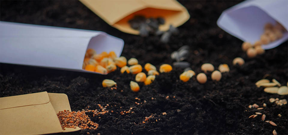 O desafio de produzir sementes em duas regiões pujantes do Brasil: Mato Grosso e MATOPIBA